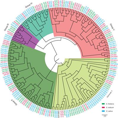 Genome-wide analysis of the U-box E3 ubiquitin ligase family role in drought tolerance in sesame (Sesamum indicum L.)